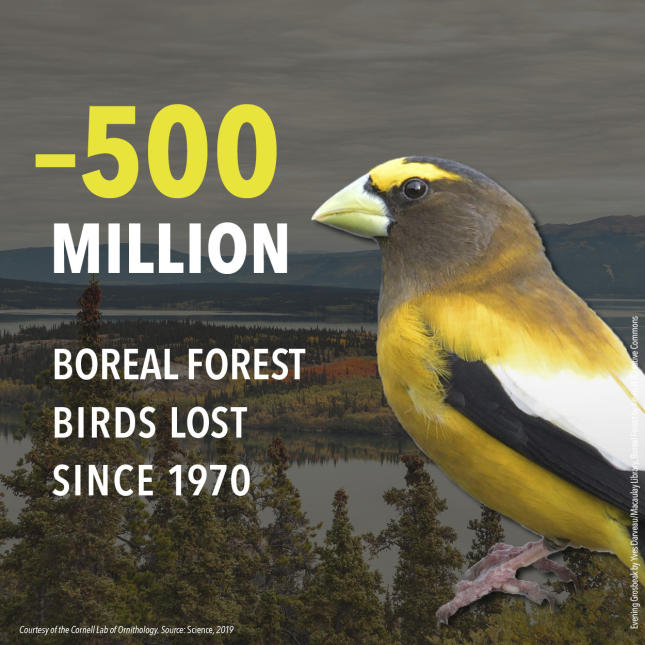 3 Billion Birds - Boreal Forest Birds