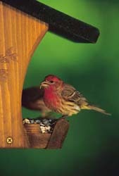 House Finch