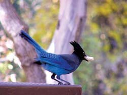 Steller's Jay 