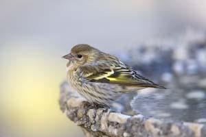 Pine Siskin