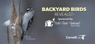 Backyard Birds Revealed