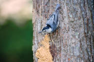 BarkButter_Suet&Mealworms_White-breastedNuthatch